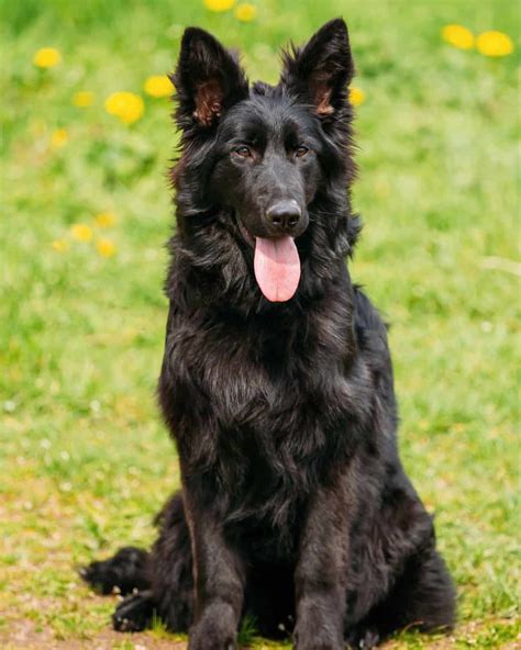 Black German Shepherd Are Black Gsds Really Aggressive