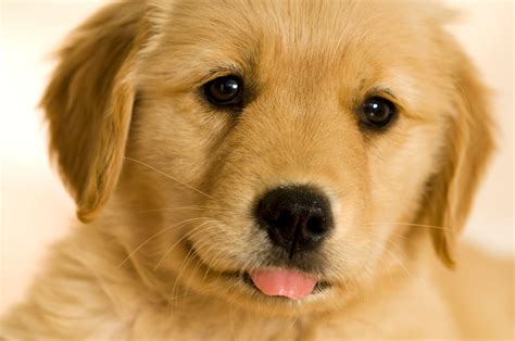 49 Cute Golden Retriever Puppies Wallpapers Wallpapersafari