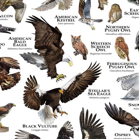 Fine Art Illustration Of The All Birds Of Prey Native To The United