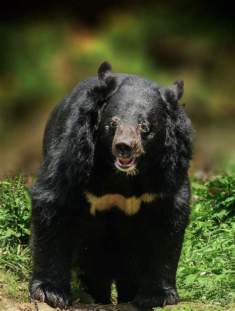 Himalayan Black Bear The Himalayan Black Bear Ursus Thibetanus