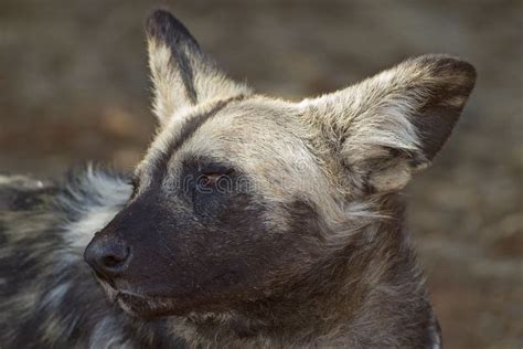 Portret Van Afrikaanse Wilde Hond Stock Foto Image Of Roofdier Rust