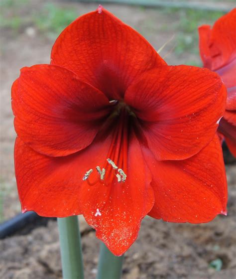 # vimeo.com/211372213 uploaded 4 years ago 193 views0 likes0 comments. Joe and Sandra's Hippies: Hippeastrum Red Lion
