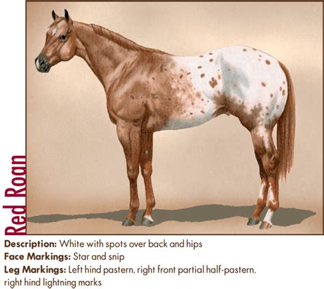 whats   spot appaloosa horse coat genetics