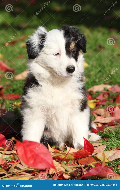 Adorable Border Collie Puppy Stock Photo Image Of Autumn Domestic