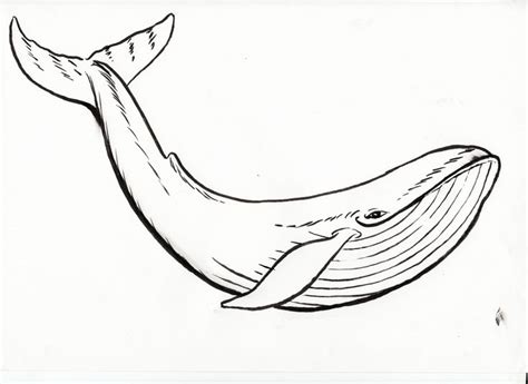 Blue Whale Coloring Page Beautiful 1000 Images About Renegade Totem
