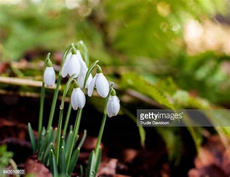 Planting Snowdrops Photos And Premium High Res Pictures Getty Images