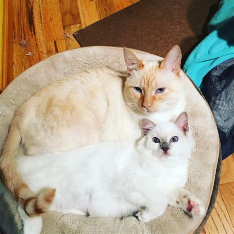 Two Cats Laying On Top Of A Cat Bed