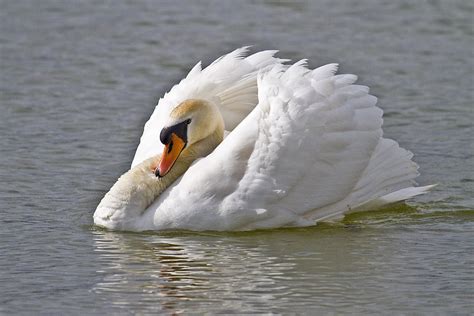 Peters Portfoliobird And Wildlife Photography Mute Swans
