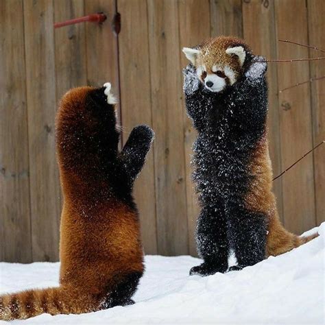I Give Up Cute Animals Red Panda Animals Wild