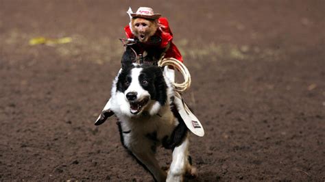 A video of a monkey riding a mini bike and trying to snatch a toddler has gone viral on the internet. Championing Life And Liberty For Animals | KUOW News and ...