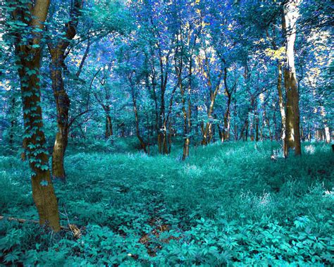 Pin By Kc On My Favorite Things Magical Forest Blue Forest Forest