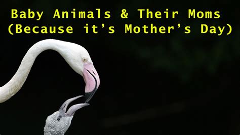 Mothers Day Baby Animals And Their Moms Youtube