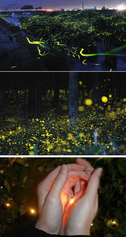 Firefly Firefly Photography Exposure Photography Long Exposure Photos