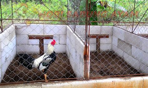 Terakhir, ayam bangkok dewasa dibuat khusus untuk 1 ekor ayam, yaitu dengan ukuran 30 cm x 30 cm x cm. Cara Membuat dan Ukuran Kandang Ayam Bangkok