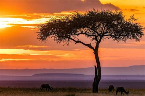 10 Things You Need To Know Before You Travel To Kenya 2023