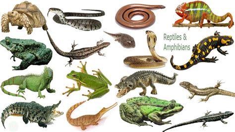 Reptiles Pictures With Names