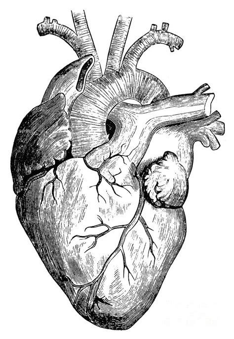 Human Heart By Granger Human Heart Drawing Human Heart Art Heart