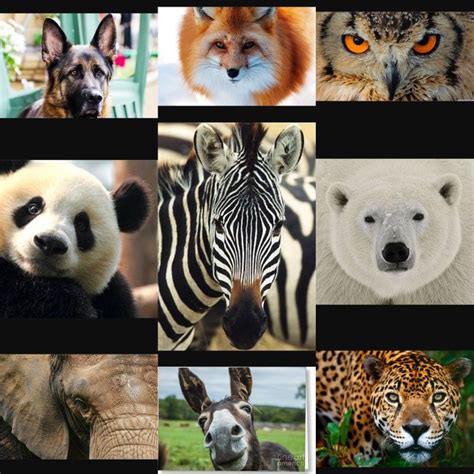 Animal faces watercolor project | Watercolor projects, Animal faces