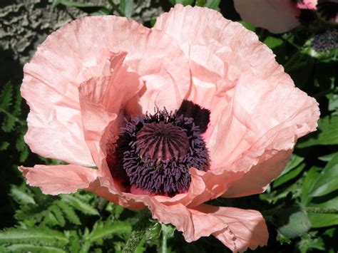 Pink Poppy Pics4learning