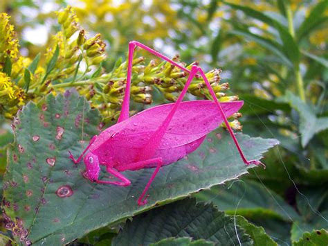 10 Beautiful Pink Animals To Marvel At Now Beautifulnow