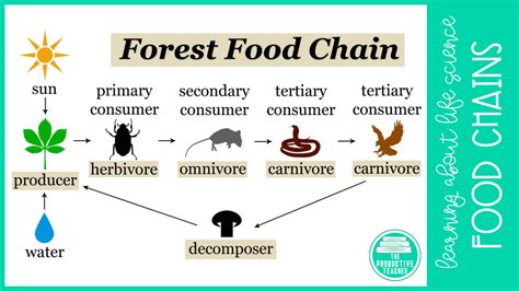 Decomposer Food Chain