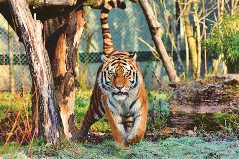 220 Tiger Cat Names Unveiling The Best Names Americas Wire