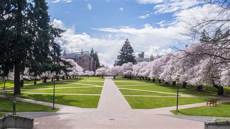 University Of Washington Website Helps Plan For Best Cherry Blossom