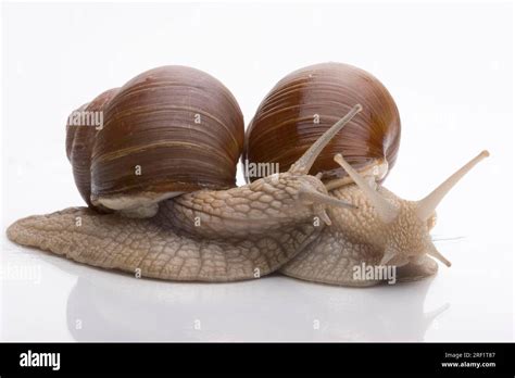 Burgundy Snails Helix Pomatia Pair Germany Stock Photo Alamy