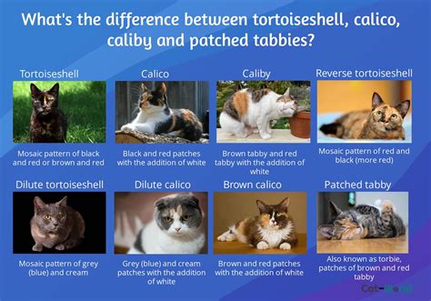 What Is The Difference Between A Calico And Tortie Cat World