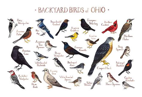 Ohio Backyard Birds Field Guide Art Print Watercolor Etsy