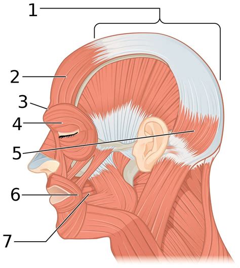 Muscles Of Facial Expression Anatomy Human Anatomy