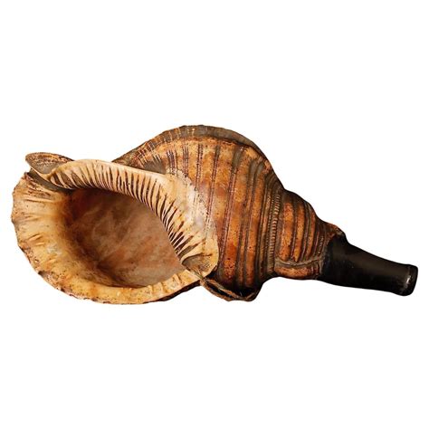 Edo Period Horagai Conch Shell Trumpet For Sale At Stdibs