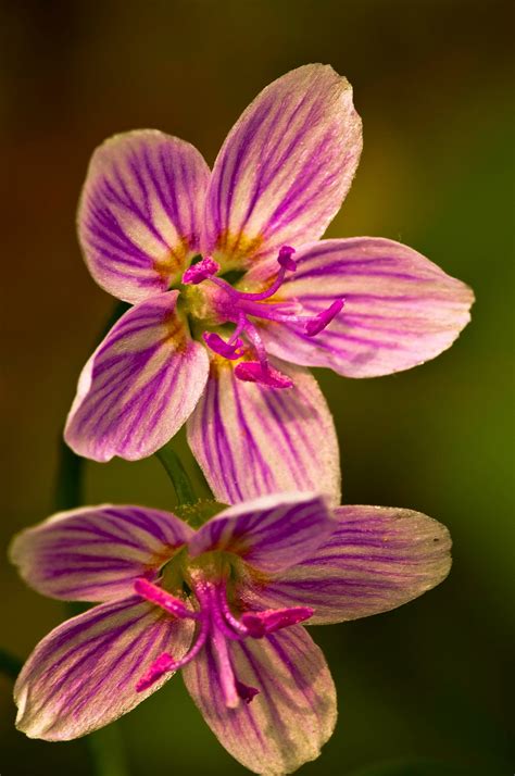 Kentucky Native Plant And Wildlife Plant Of The Week Spring Beauty