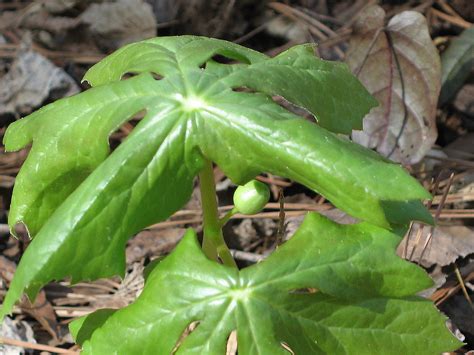 Mayapple Podophyllum Peltatum Also Known As Mandrake Roo Flickr