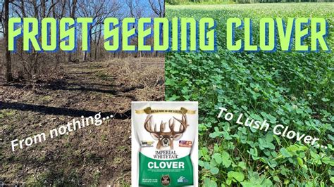 Frost Seeding Prep Work Blower Method Spring Clover Planting Youtube