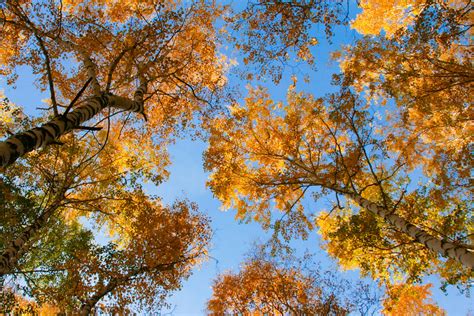 Autumn Sky Free Stock Photo Public Domain Pictures