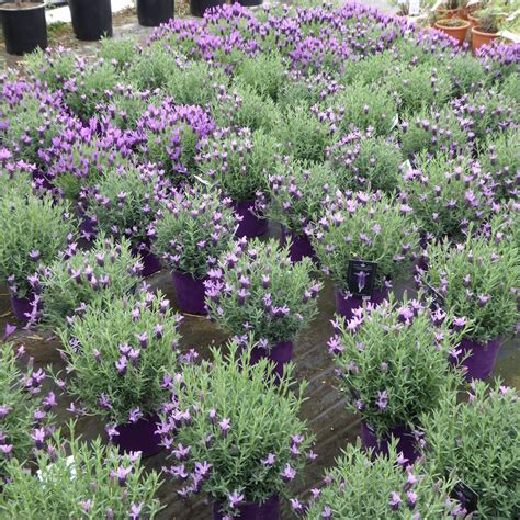 Buy French Lavender Plants Online Lavender Stoechas Greek Mountain