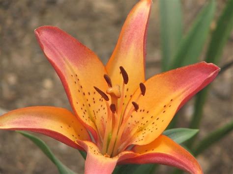 Royal Sunset Lily5222596617l Bright Oh Photos Flickr