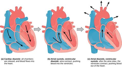 The Cardiac Cycle Biology For Majors Ii