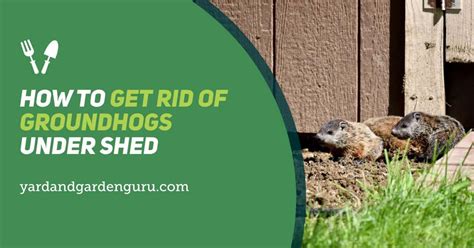 How To Get Rid Of Groundhogs Under Shed
