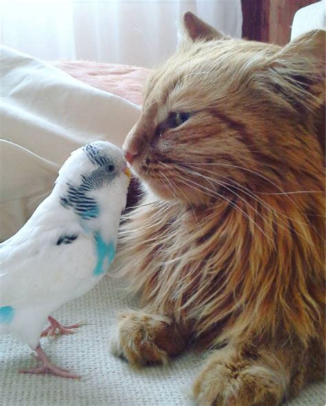 Cat And Bird Do Everything Together Unlikely Animal Friends Cute