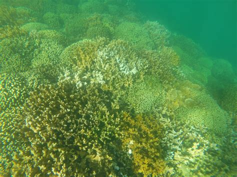 ‘unprecedented Third Straight Year Of Global Coral Bleaching To
