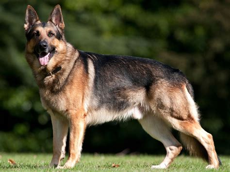 German Shepherd Dog Breed Characteristics Care Vlrengbr