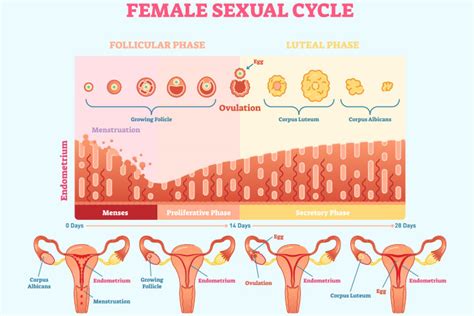 Normal Thickness Of Endometrium Thickening Symptoms And Causes
