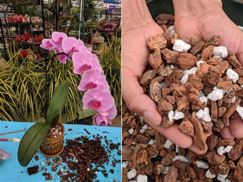 Common Orchid Growing Mediums Orchid Soil Orchid Potting Mix