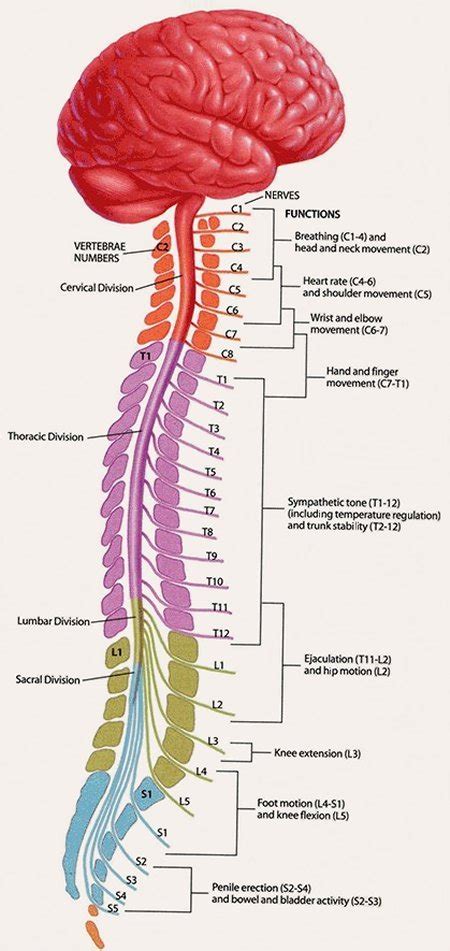 ระบบประสาท Nervous System