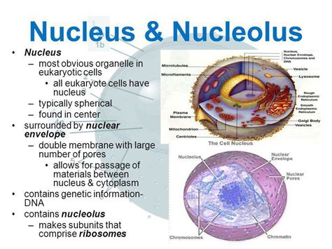 Does Animal Cell Have A Nucleolus Cell Structures Functions And