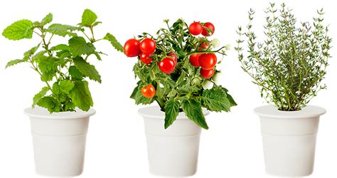 Click & Grow | Indoor gardening kit, Indoor herb garden ...