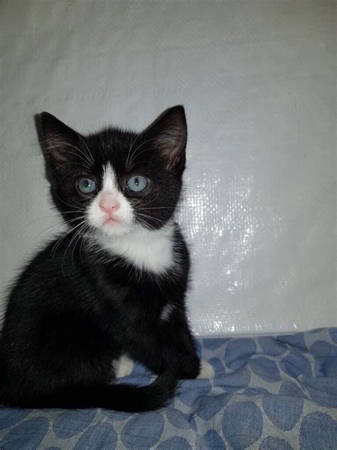 Beautiful Playful Black And White Kitten Ready To Leave Now In