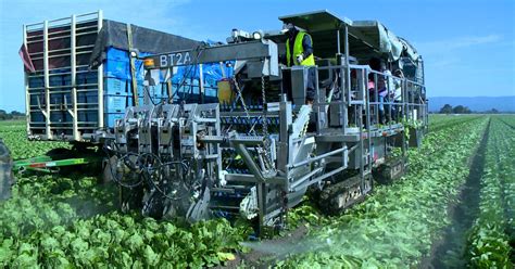 Robots Speed Up Lettuce Harvest Process Cbs News